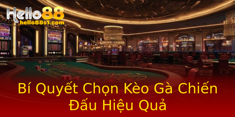 Bí Quyết Chọn Kèo Gà Chiến Đấu Hiệu Quả Bí Quyết Chọn Kèo Gà Chiến Đấu Hiệu Quả